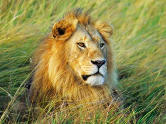 FRANK KRAHMER - African Lion, Masai Mara, Kenya