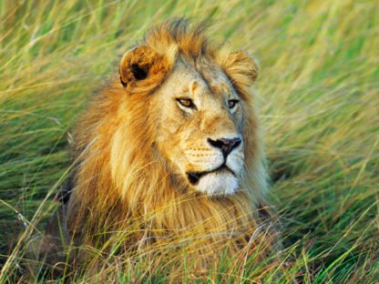 FRANK KRAHMER - African Lion, Masai Mara, Kenya
