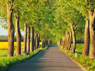 FRANK KRAHMER - Lime Tree Alley, Mecklenburg Lake District, Germany