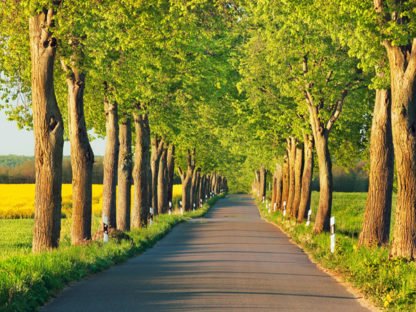 FRANK KRAHMER - Lime Tree Alley, Mecklenburg Lake District, Germany