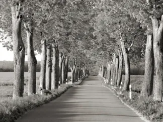 FRANK KRAHMER - Lime Tree Alley, Mecklenburg Lake District, Germany