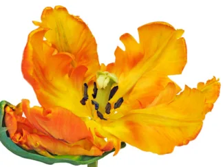 FRANK KRAHMER - Parrot Tulip Close-up