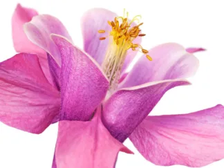 FRANK KRAHMER - Dark Columbine Close-up