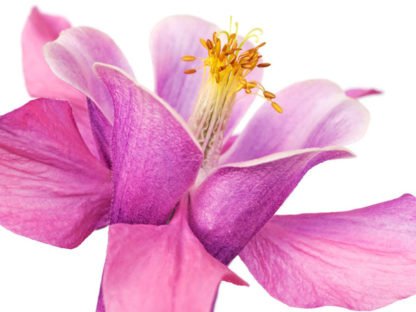FRANK KRAHMER - Dark Columbine Close-up