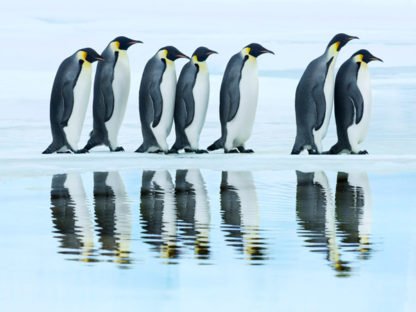 FRANK KRAHMER - Emperor Penguin Group, Antartica