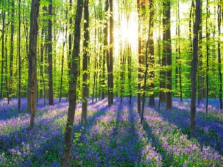 FRANK KRAHMER - Beech Forest with Bluebells, Belgium
