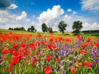 FRANK KRAHMER - Poppies and Vicias in Meadow, Mecklenburg Lake District, Germany