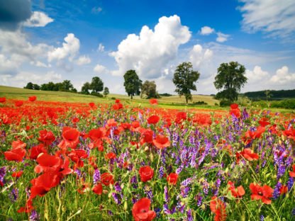 FRANK KRAHMER - Poppies and Vicias in Meadow, Mecklenburg Lake District, Germany