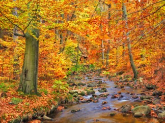 FRANK KRAHMER - Beech Forest in Autumn, Ilse Valley, Germany