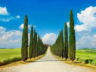 FRANK KRAHMER - Cypress Alley, San Quirico d'Orcia, Tuscany