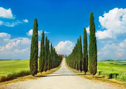 FRANK KRAHMER - Cypress Alley, San Quirico d'Orcia, Tuscany