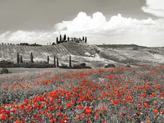 FRANK KRAHMER - Farmhouse with Cypresses and Poppies, Val d'Orcia, Tuscany (BW)