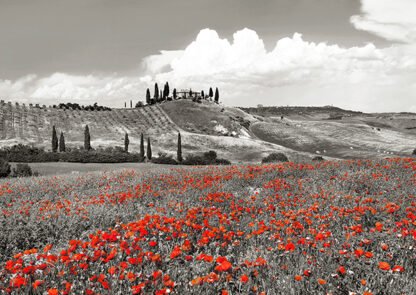FRANK KRAHMER - Farmhouse with Cypresses and Poppies, Val d'Orcia, Tuscany (BW)