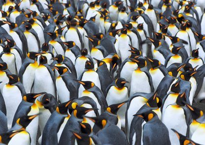 FRANK KRAHMER - King Penguin Colony, Antarctica