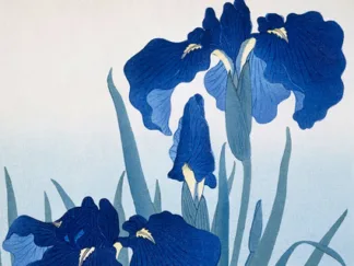 OHARA KOSON - Iris Flowers