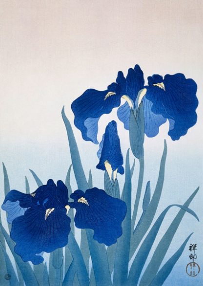 OHARA KOSON - Iris Flowers