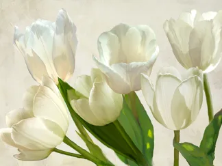 LUCA VILLA - White Tulips