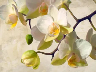 LUCA VILLA - Orchid in the Sun