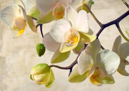 LUCA VILLA - Orchid in the Sun