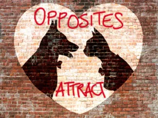 MASTERFUNK COLLECTIVE - Opposites Attract