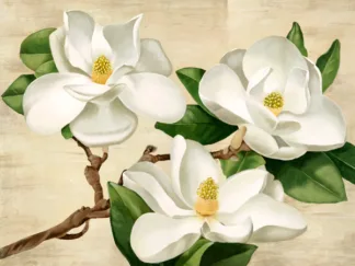 SERENA BIFFI - Magnolie Bianche