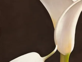 SERENA BIFFI - Calla moderna I