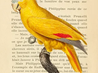 STEF LAMANCHE - The Blue-Fronted Parrot, After Levaillant