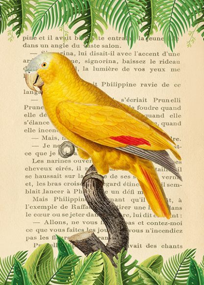 STEF LAMANCHE - The Blue-Fronted Parrot, After Levaillant