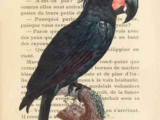 STEF LAMANCHE - The Palm Cockatoo, After Levaillant