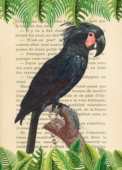 STEF LAMANCHE - The Palm Cockatoo, After Levaillant