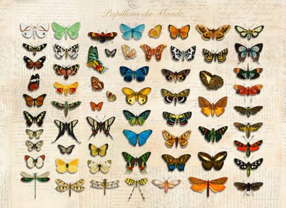 STEF LAMANCHE - Papillons du Monde, After D'Orbigny