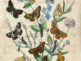 STEF LAMANCHE .- European Butterflies, After Kirby