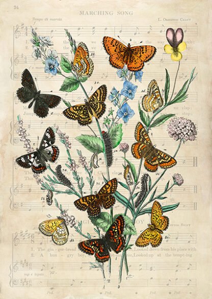 STEF LAMANCHE .- European Butterflies, After Kirby