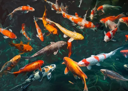 TEO RIZZARDI - Pond with Koi-Fish