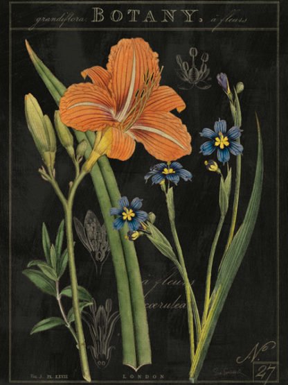 SUE SCHLABACH - Vintage Flora II
