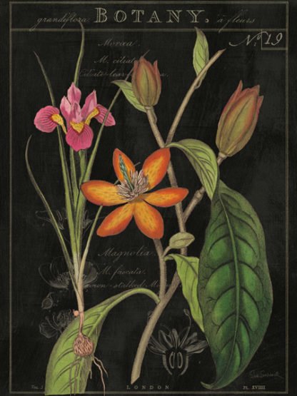 SUE SCHLABACH - Vintage Flora III