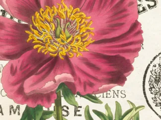 SUE SCHLABACH - Peony Botany