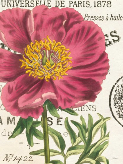 SUE SCHLABACH - Peony Botany