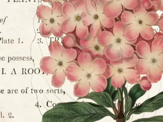 SUE SCHLABACH - Bicolor Phlox Botany