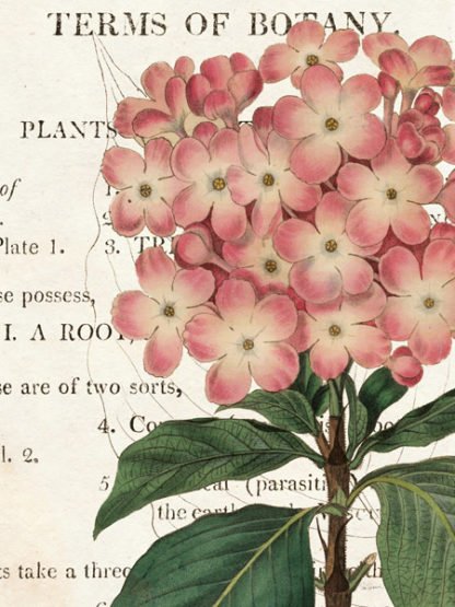 SUE SCHLABACH - Bicolor Phlox Botany