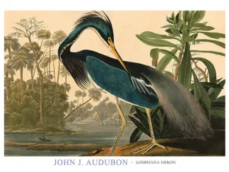 JOHN JAMES AUDUBON - Louisiana Heron