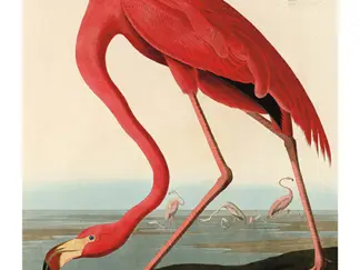 JOHN JAMES AUDUBON - American Red Flamingo