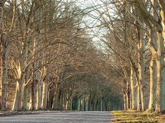 ANONYMOUS - Tree Lined Road, Norfolk, UK