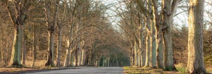 ANONYMOUS - Tree Lined Road, Norfolk, UK