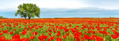ANONYMOUS - Tree in a Poppy Field