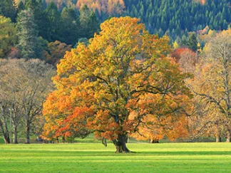 ANONYMOUS - Mixed Trees in Autumn, Scotland