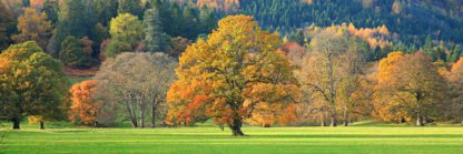 ANONYMOUS - Mixed Trees in Autumn, Scotland
