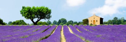 PANGEA IMAGES - Lavender Fields, France