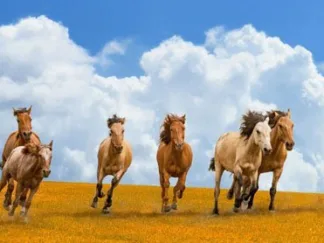 PANGEA IMAGES - Herd of Wild Horses