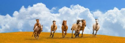 PANGEA IMAGES - Herd of Wild Horses